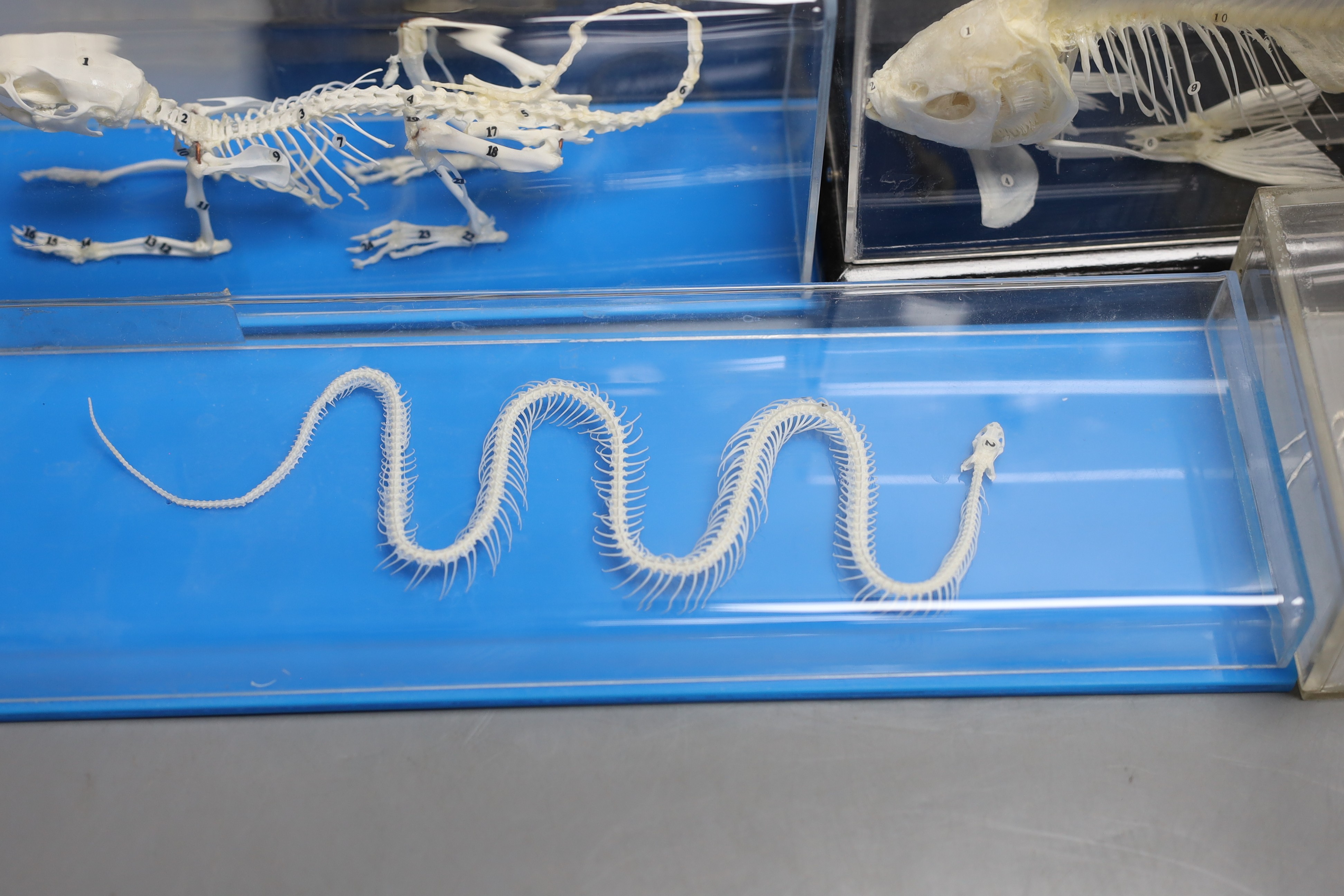 Animal anatomy - four skeleton specimens of a rat, fish, snake and frog in Perspex cases, the large is 30 cm long and a plastic model of a boxer dog skeleton and internal organs, 26.5 cm long